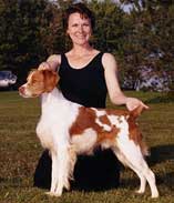 Brittany Show Dog Breeders
