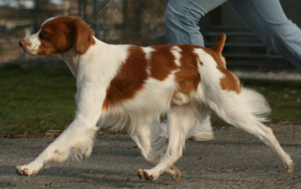Brittany Dogs For Sale