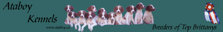 Dog Training Brittany Puppies First Year