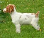 Brittany dogs Brittany puppies for sale