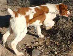 Brittany spaniel hunting dogs