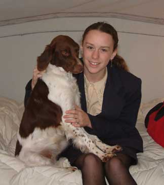 Brittany Spaniel dog