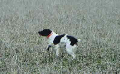 Brittany Spaniels love to run in the field